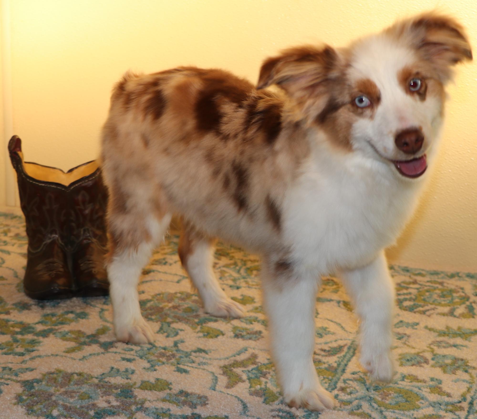 Miniature Dachshund, Toy Australian Shepherd and English Bulldog for sale
