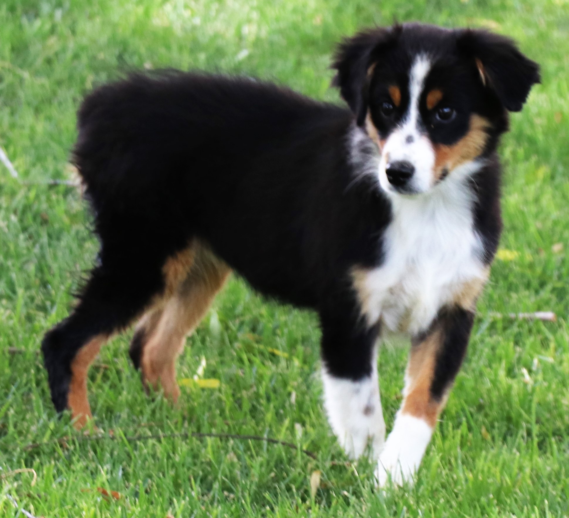 tri toy aussie