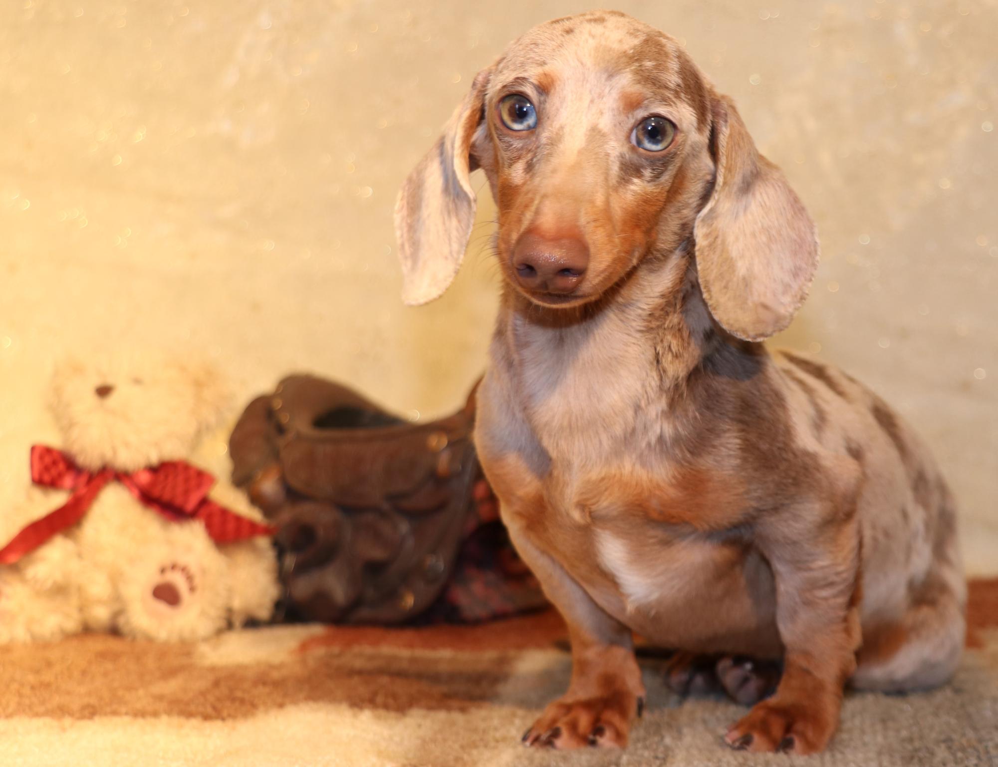 isabella piebald dachshund puppies sale