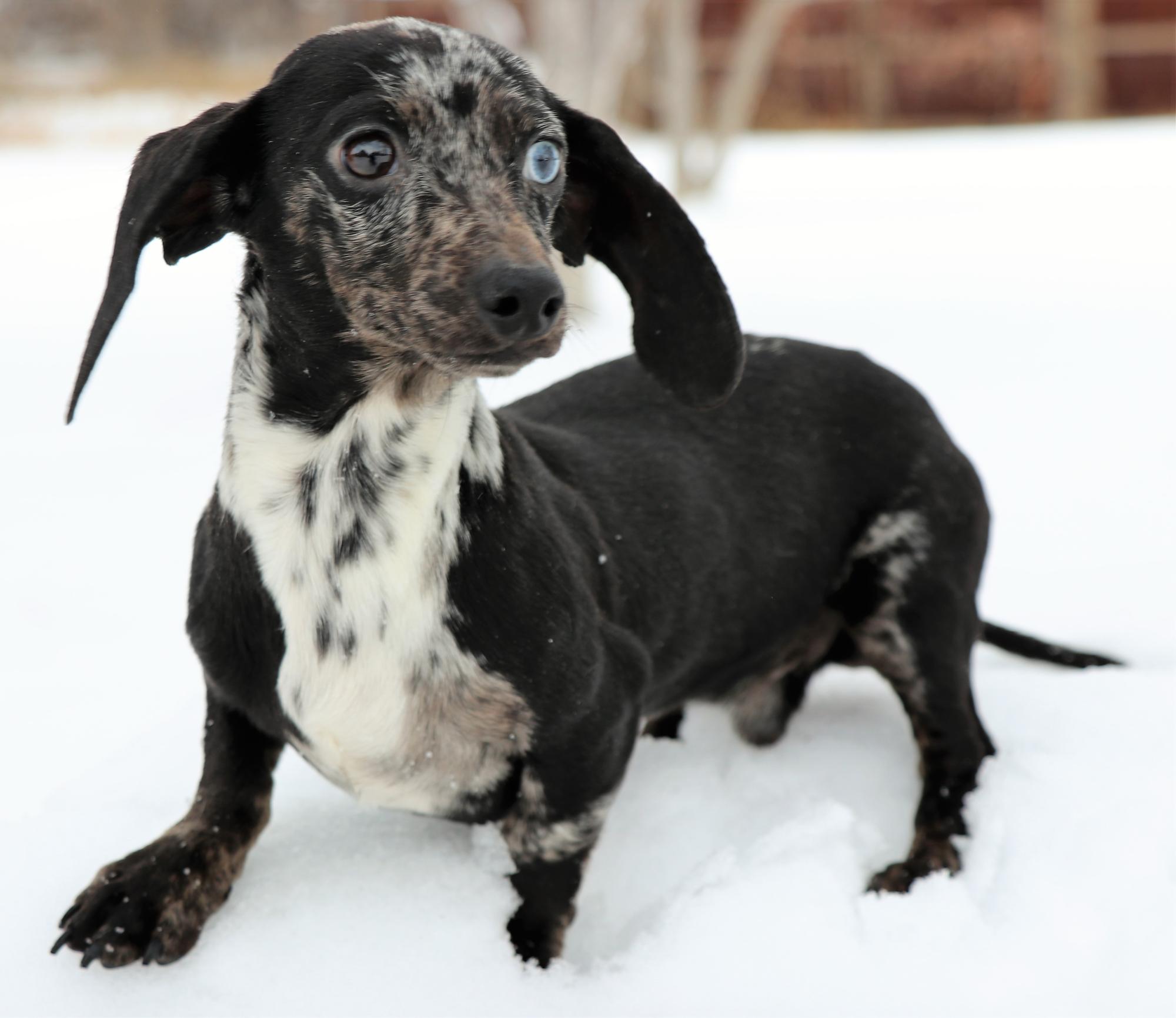 Dachshund Black w/ Tan Markings – Atlanta Brick Co