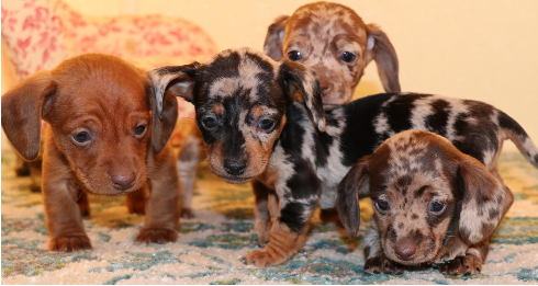 toy dachshund puppies for sale