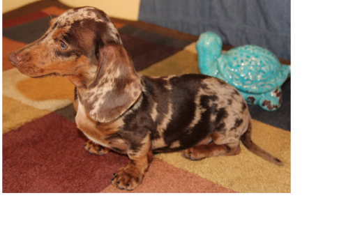 trading post mini dachshund