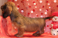 Wirehair Dachshund puppies in CO
