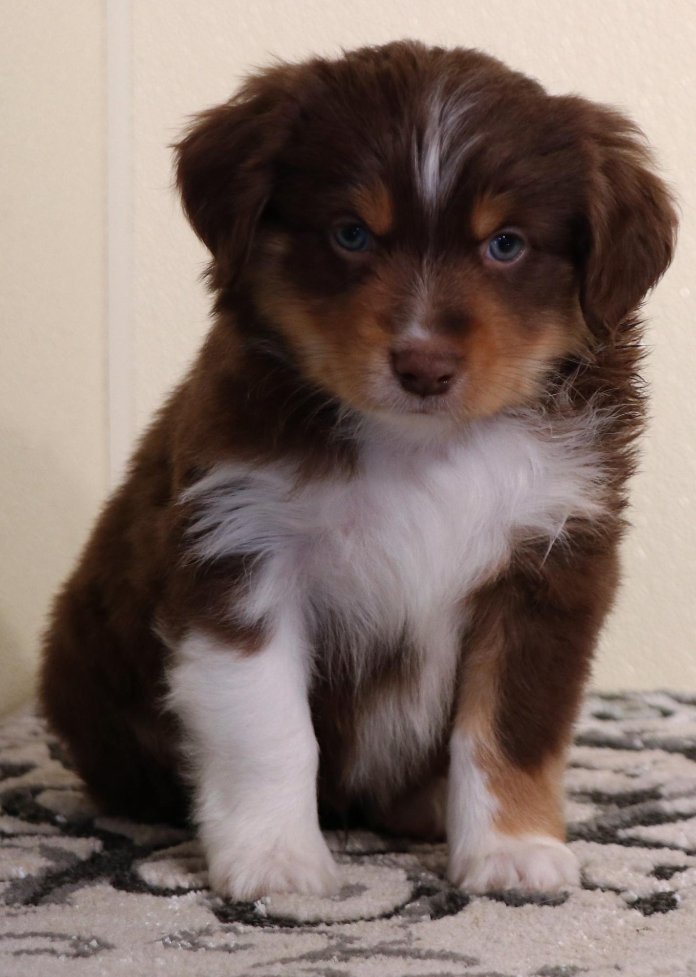 Toy Australian Shepherd puppies for sale in CO, Toy Aussie puppies in CO,