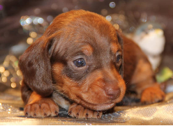 Chocolate/tan smoothcoat Mini Dachshund puppies in CO