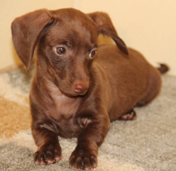 Chocolate Smooth Miniature Dachshund puppies in CO