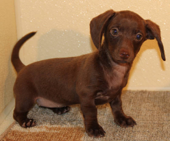 Chocolate Smooth Dachshund puppies for sale