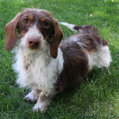 Piebald wire haired dachshund sale