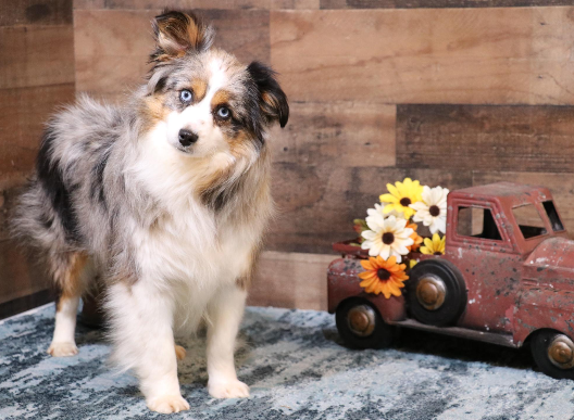 Our Dogs — Crowfoot Valley Toy Aussies