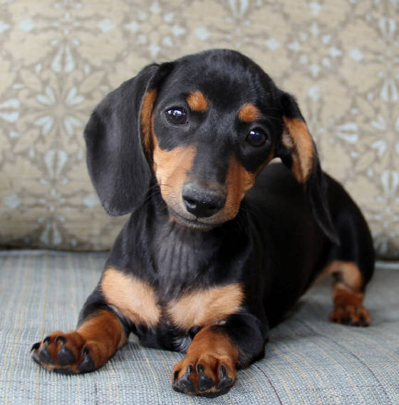 Miniature Dachshund, Toy Australian Shepherd and English Bulldog ...